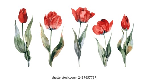 Red tulip flowers watercolor collection. Set of spring and summer flowers painting isolated on white background. Vector illustration