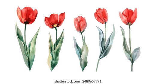 Red tulip flowers watercolor collection. Set of spring and summer flowers painting isolated on white background. Vector illustration