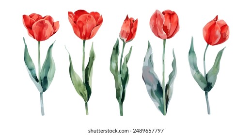 Red tulip flowers watercolor collection. Set of spring and summer flowers painting isolated on white background. Vector illustration