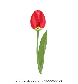 Red tulip with green stem and leaf Isolated on a white background. Vector illustration, spring flower icon in cartoon flat style.