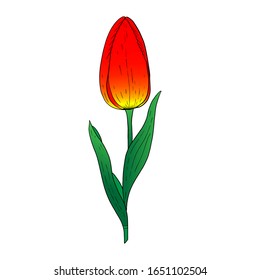 Red Tulip hand drawn drawing.Stylized image of a Tulip flower.One Tulip isolated on a white background.Vector image