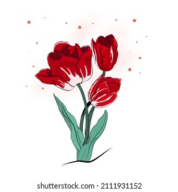 Red Tulip hand drawn. Red Tulip on White background 