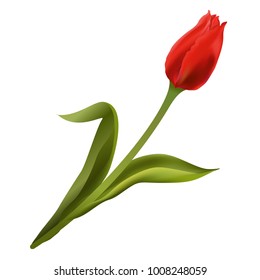 Red tulip. Hand drawn vector illustration isolated on white background.