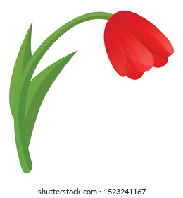 Red tulip icon. Cartoon of red tulip vector icon for web design isolated on white background