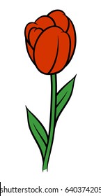 Red tulip isolated on white background. Vector illustration. 