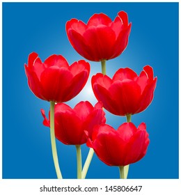 Red tulip on blue background, vector format