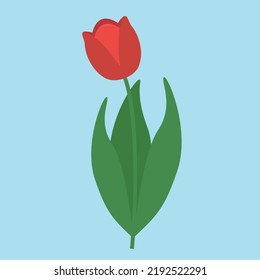 red tulip on a blue background