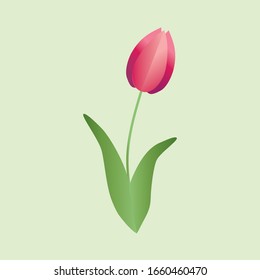 Tulipán rojo sobre fondo verde