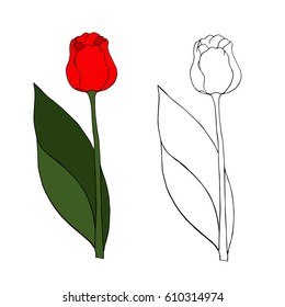 Red Tulip on a green stem and large green leaves. vector illustration