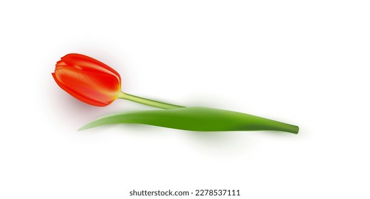 Red tulip on white background. Realistic spring colorful flower vector illustration. Floral decorative plant with petals and green leaves in blossom. Gift for holiday, design for card.