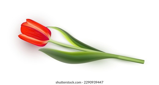 Red tulip on white background. Realistic spring colorful flower vector illustration. Floral decorative plant with petals and green leaves in blossom. Gift for holiday, design for card.