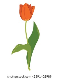 Tulipán rojo sobre un fondo blanco. Dibujo vectorial estilizado de una hermosa planta de floración de manantial de jardín. Ilustración de estilo plano.