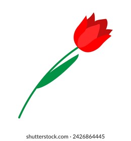Red tulip on a white background vector illustration