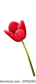 red tulip on white background
