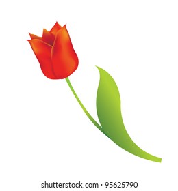 Red tulip on white background. Vector illustration