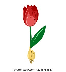 A red tulip with an onion. Planting flowers in spring.
