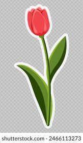 Red tulip. Spring Flower. Transparent background. Used for collages, stickers and web design. Concept of various events.