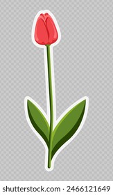 Red tulip. Spring Flower. Transparent background. Used for collages, stickers and web design. Concept of various events.