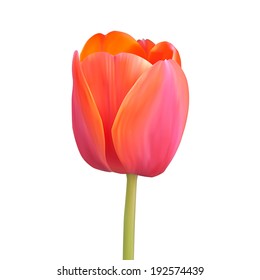 Red tulip. Vector illustration. Isolated on white