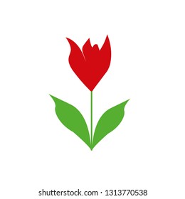 Red tulip vector isolated on white background flat