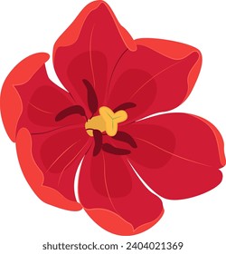 Red Tulip. Vector tulips flower isolated on Transparent background. Spring flowers for greeting card, invitation. Symbol for Womens Day and Mothers Day. Springtime