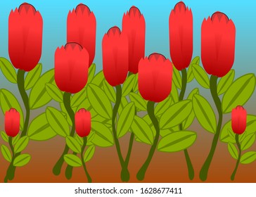 Red tulips are blooming background