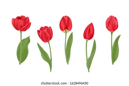 Red tulips of different shapes set. Vector illustration of bright spring flowers with green leaves isolated on white background. Cartoon flat style.
