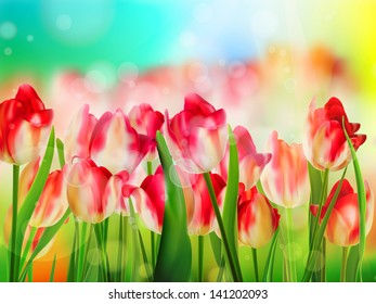 Red tulips field, Shallow DOF. Summer background. And also includes EPS 10 vector