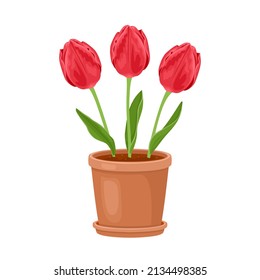 Red tulips in flower pot isolated on white. Vector cartoon flat illustration.