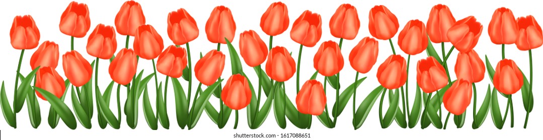 Red tulips frame\ background. Realistic vector illustration.