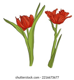 red tulips, garden flowers, vector drawing plants at white background,hand drawn botanical illustration