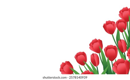 Red tulips growing. Spring background of flowers. Flowers for the celebration of March 8, Women's Day. Tulip flowers for the design of banners, brochures, posters, postcards. A public holiday.