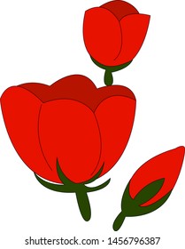 Tulipanes rojos, ilustración, vector sobre fondo blanco