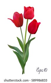 Red Tulips isolated on white background close up. Photo-realistic mesh vector illustration.