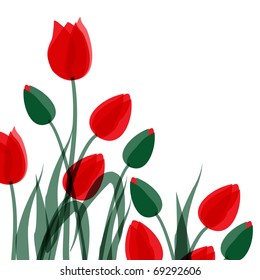 rote Tulpen einzeln auf Weiß