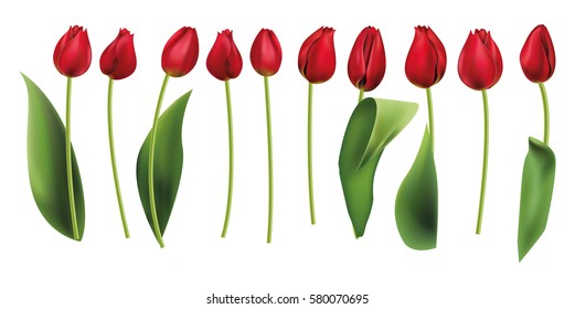 red tulips isolated realistic. vector