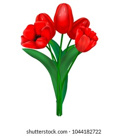red tulips on a white background