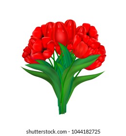 red tulips on a white background