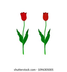 Red tulips on white background.