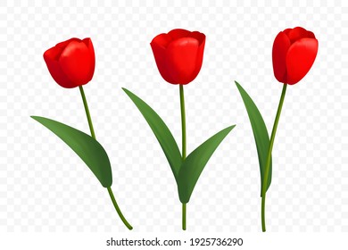 Tulipanes rojos sobre fondo blanco.