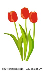 Red tulips on a white background. Flowers vector illustration for card, poster, print.
