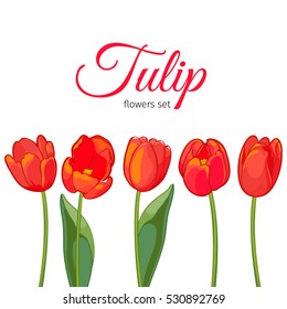 Red tulips on white background. Vector illustration