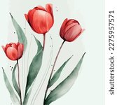 red tulips on a white background,tulips illustration. beautiful red tulips. flowers