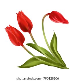 Red tulips. Realistic vector illustration of red tulips flowers isolated on white background.