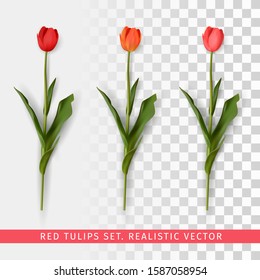 Red tulips set on transparent background. Realistic vector illustration