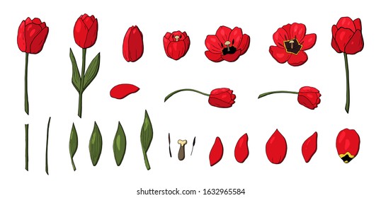 red tulips set vector that consists of tulip elements. Construct your own tulips or tulip wreath. Elements for constucting easter cards