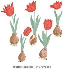 red tulips, spring flowers with bulbs, vector drawing wild plants at white background, floral elements, hand drawn botanical illustration