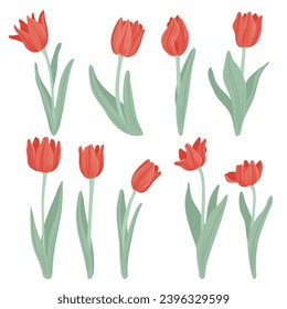 red tulips, spring flowers, vector drawing wild plants at white background, floral elements, hand drawn botanical illustration