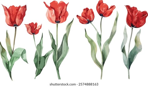 Red tulips watercolor hand painting on transparent background seamless pattern for fabrics, paper. Spring flowers. Card for Mothers day, 8 March, wedding