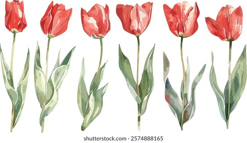 Red tulips watercolor hand painting on transparent background seamless pattern for fabrics, paper. Spring flowers. Card for Mothers day, 8 March, wedding